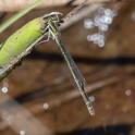 Ischnura aurora (Aurora Bluetail) female 1.jpg